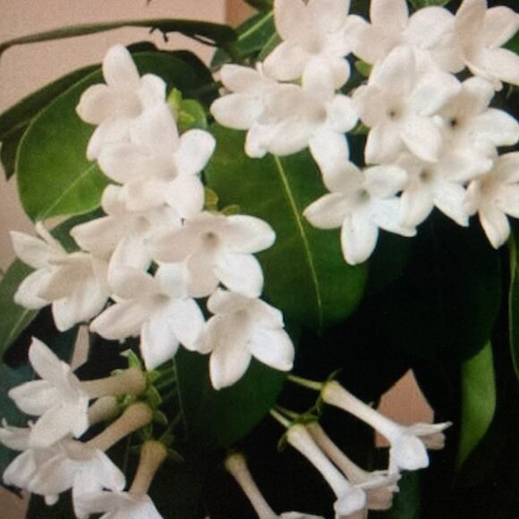 MALIHINI HAWAII Men's Aloha Resort Wear Stephanotis Pua's Flower Button NICE  L - Picture 14 of 14